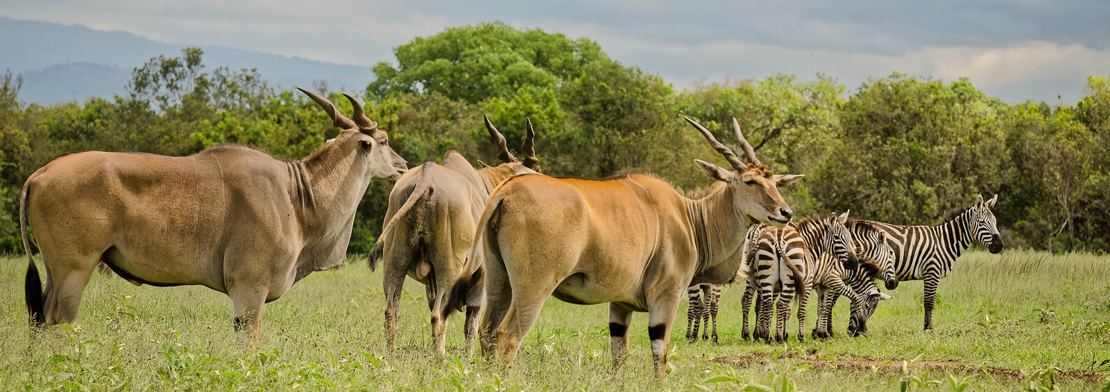 aberdares national park