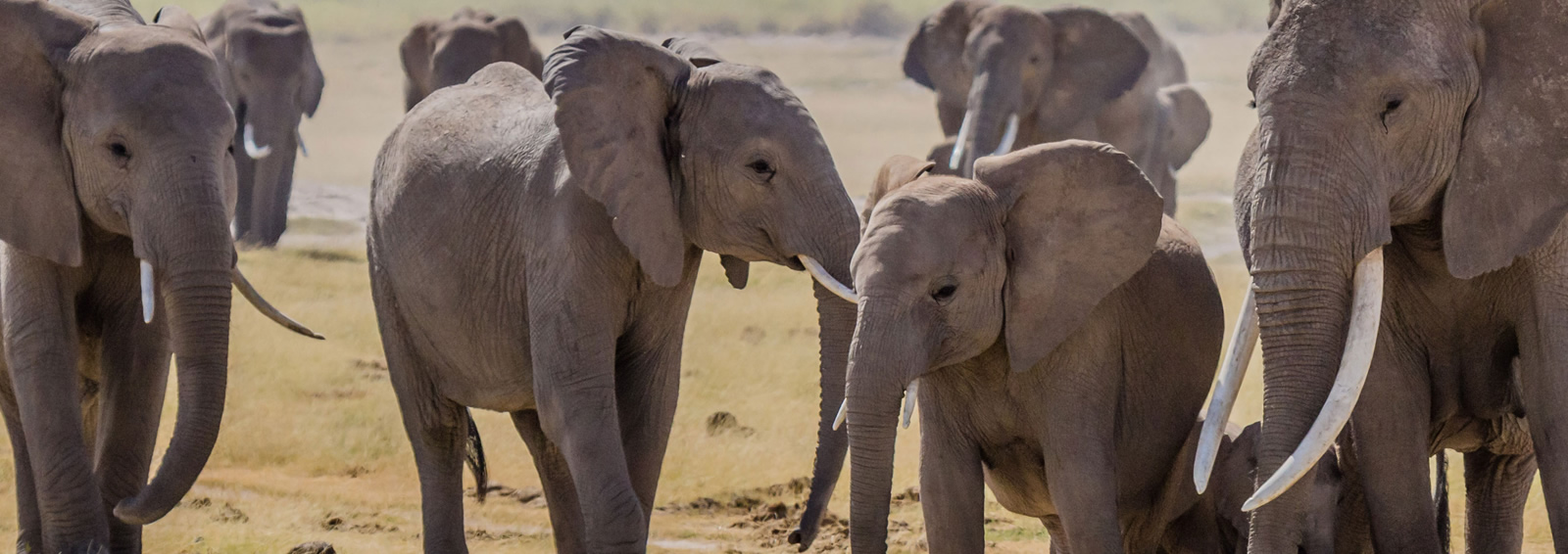 amboseli national park