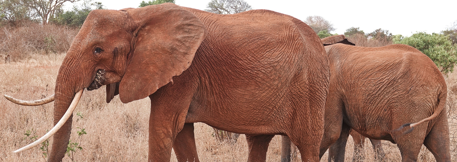 tsavo east national park