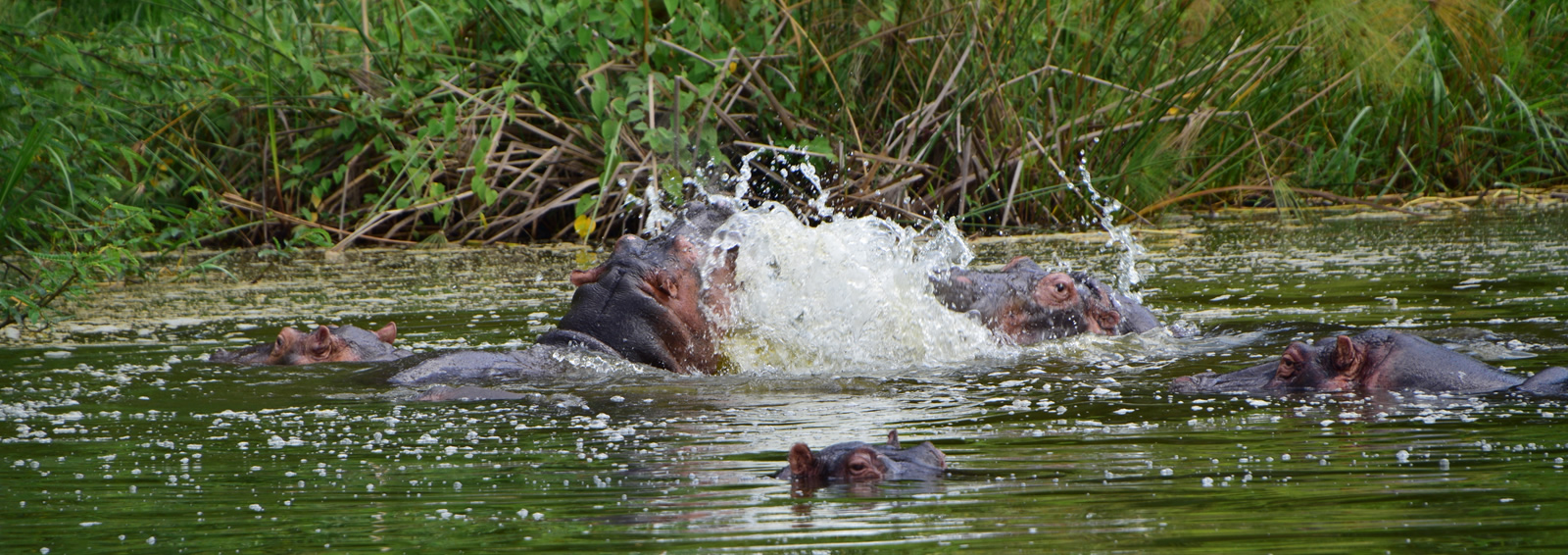 akagera national park