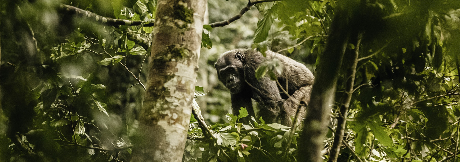 nyungwe forest national park