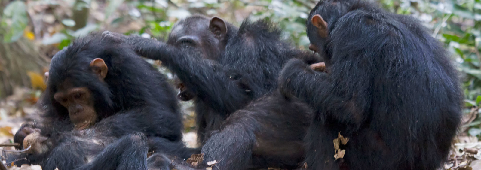 gombe stream national park