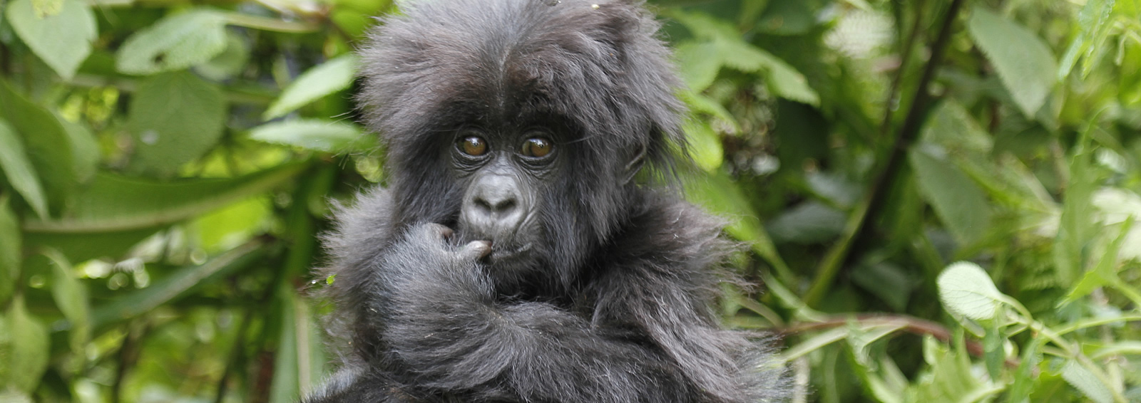 bwindi impenetrable forest national park