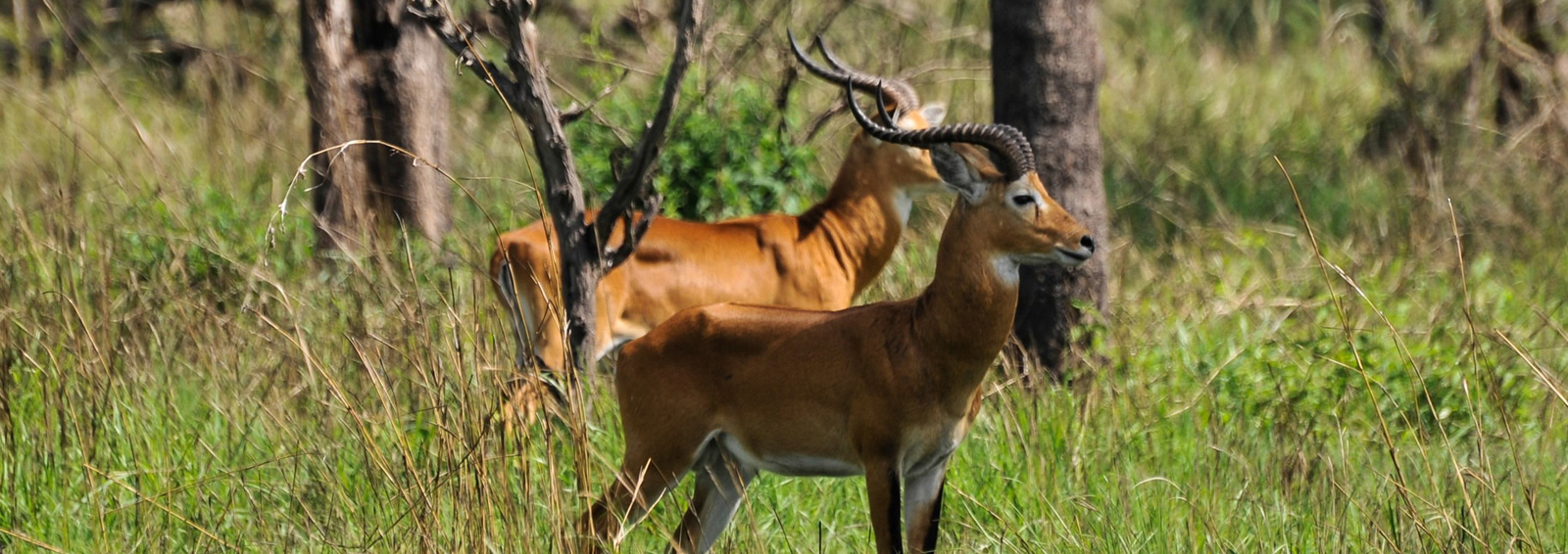 semliki national park