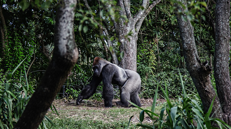 10 days adventurer rwanda, uganda gorilla trek