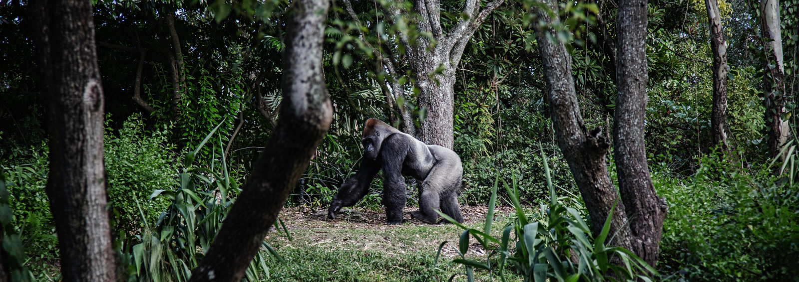 10 days adventurer uganda and rwanda gorilla trek