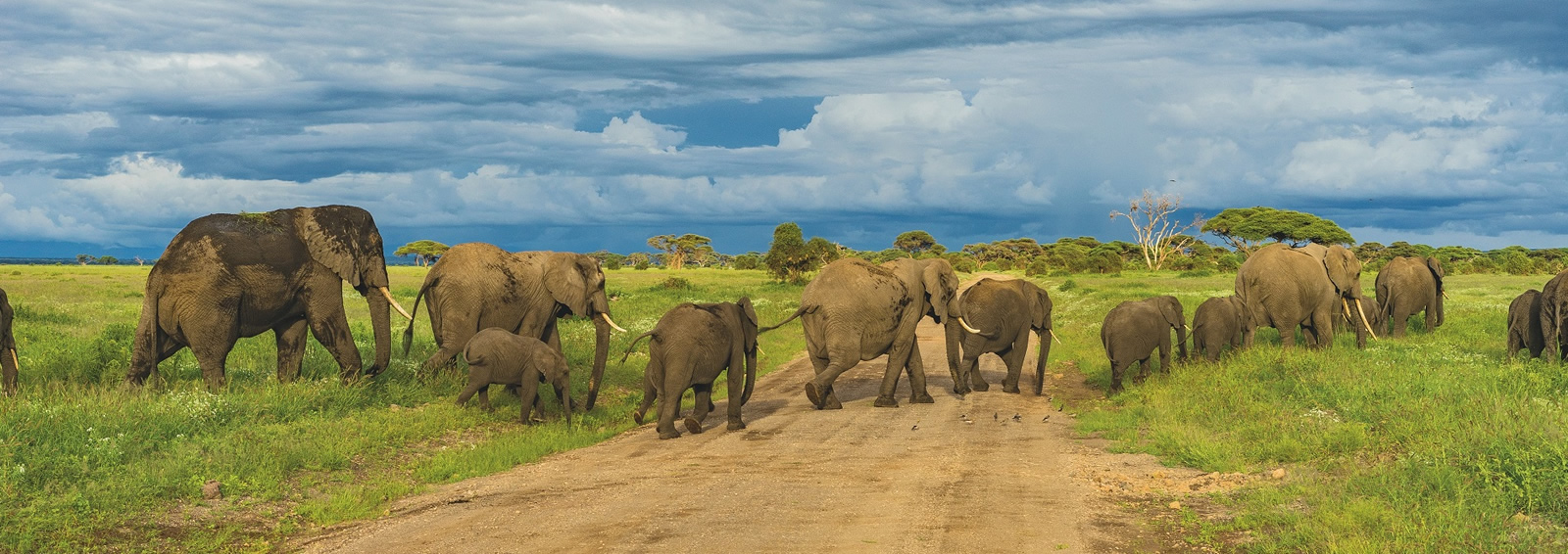 12 days kenya tanzania wildlife safari