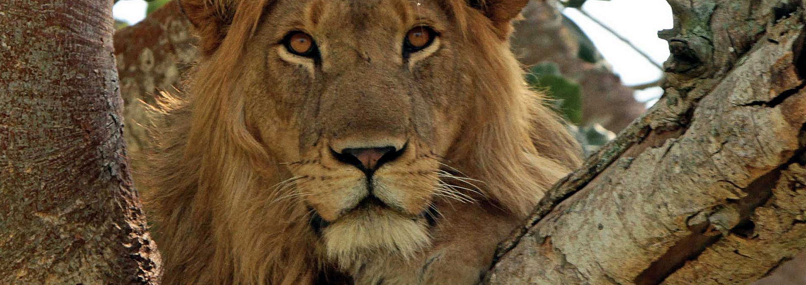 13 days uganda wildlife and gorillas