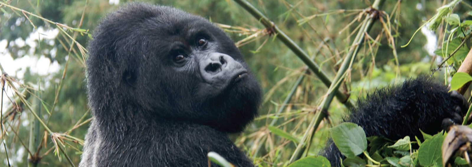 15 days cultural, wildlife and gorillas of uganda