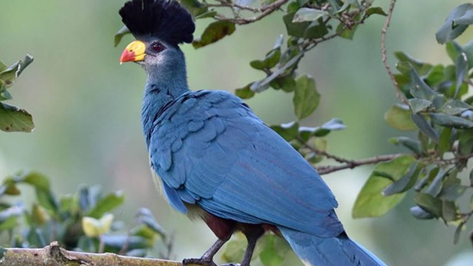 22 days uganda ornithological splendours