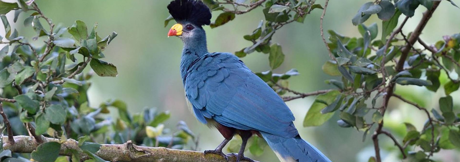 22 days uganda ornithological splendours