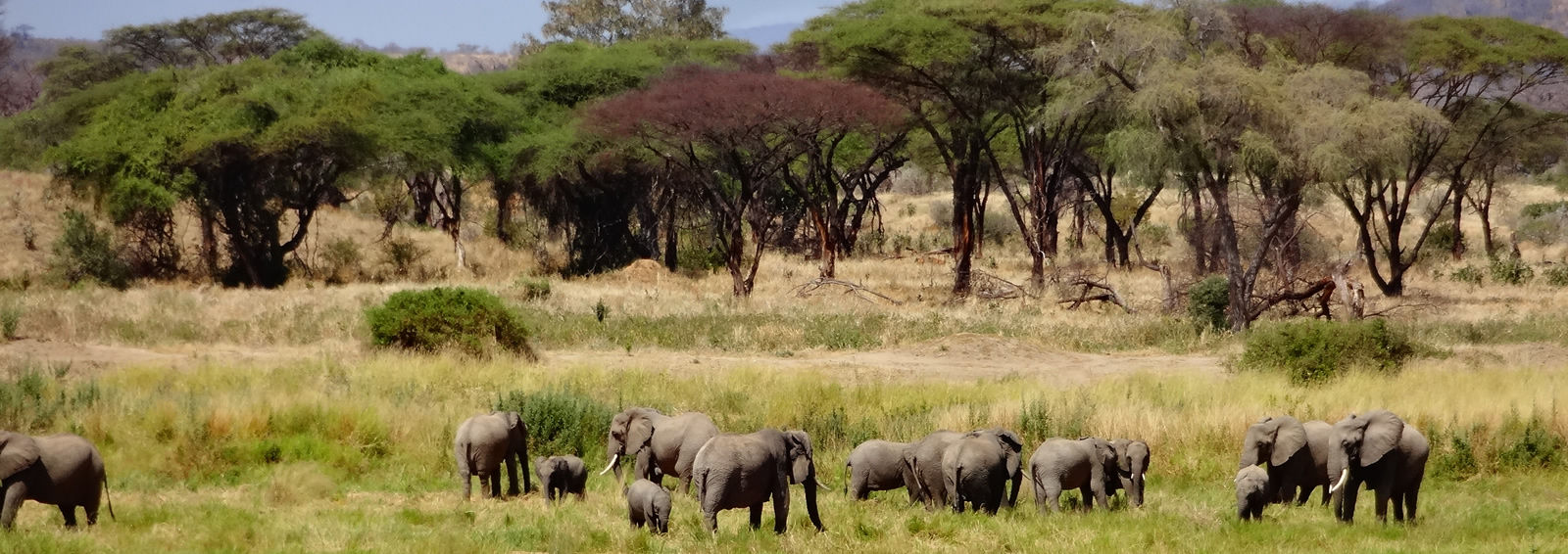 3 days fly-in ruaha adventure