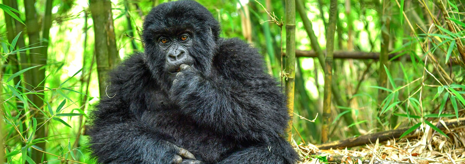 3 days rwanda gorilla trek highlights