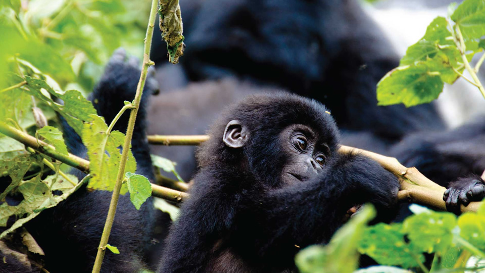 4 days bwindi gorilla trek fly-in