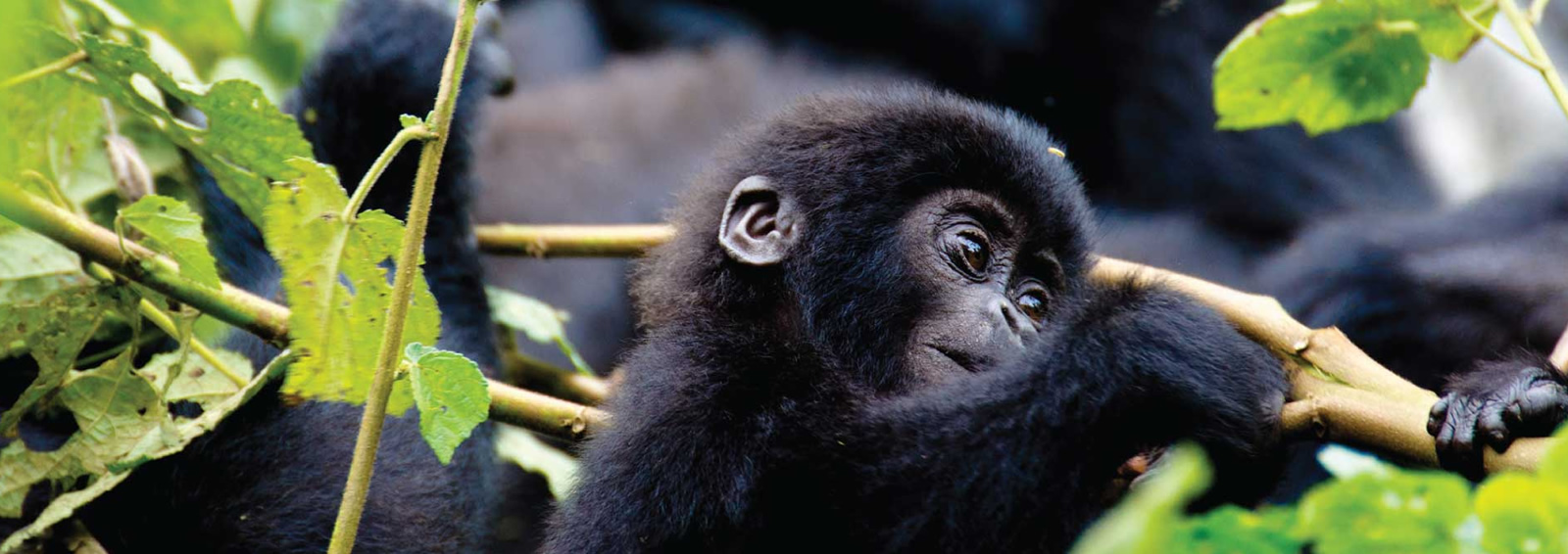 4 days bwindi gorilla trek fly in