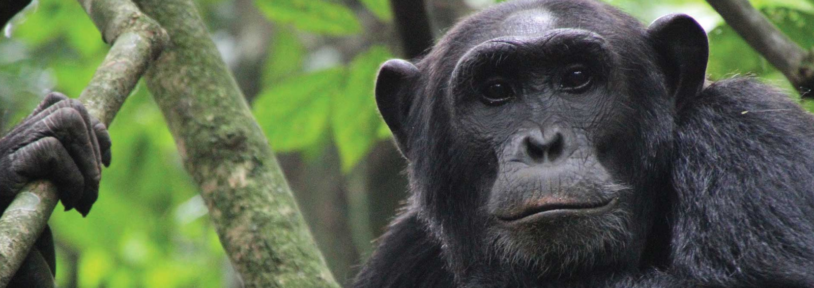 5 days queen elizabeth + kibale forest