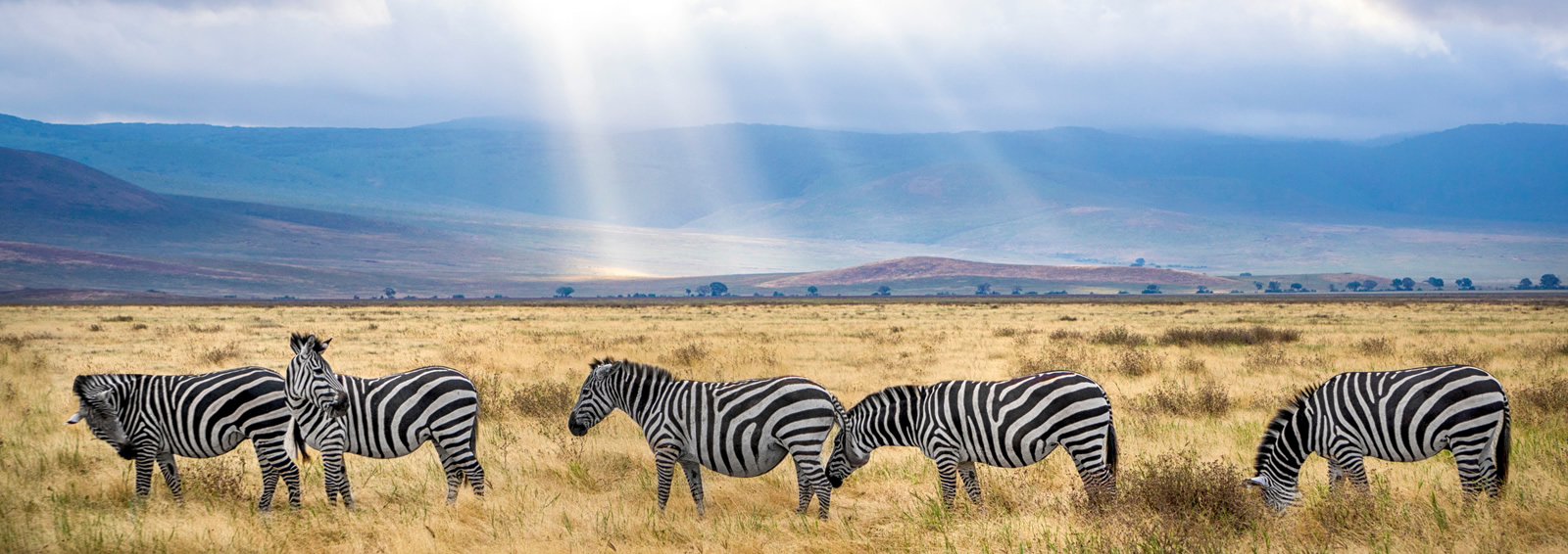 5 days tanzania wildlife trails