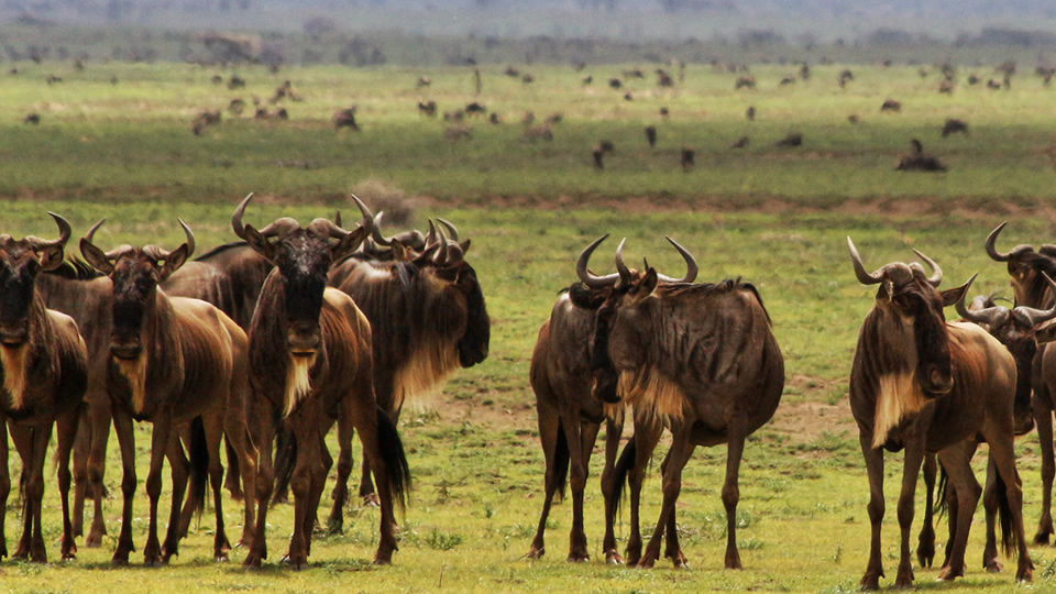 6 days breathtaking great migration