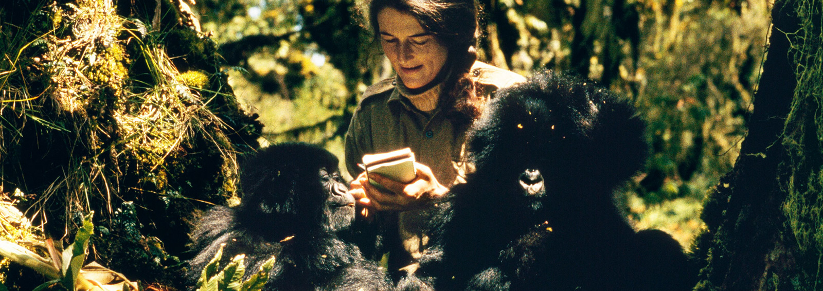 6 days rwanda cultural experience + gorillas