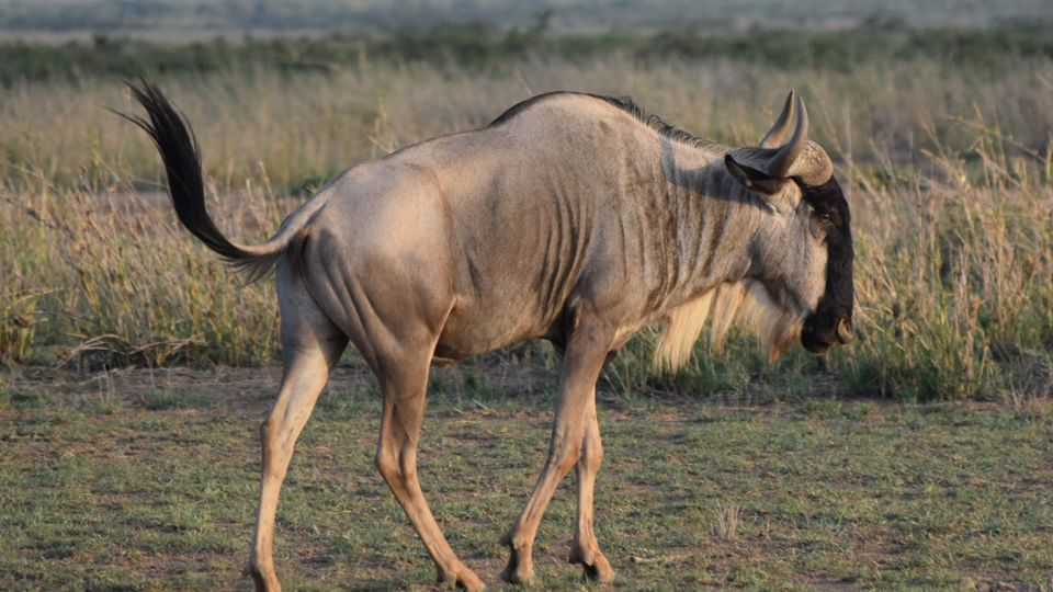 7 days kenya - amboseli + maasai mara