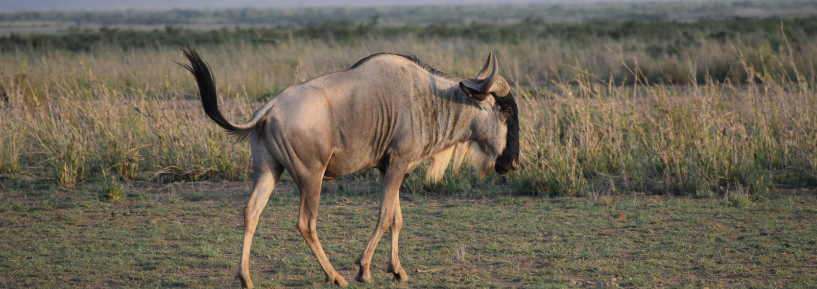 7 days kenya amboseli and maasai mara