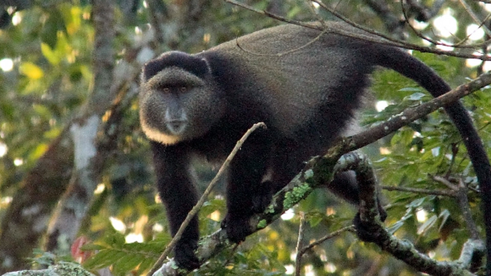 7 days rwanda classic safari