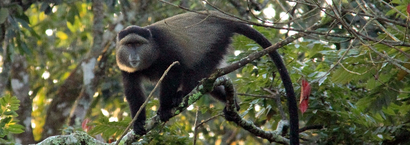 7 days rwanda classic safari